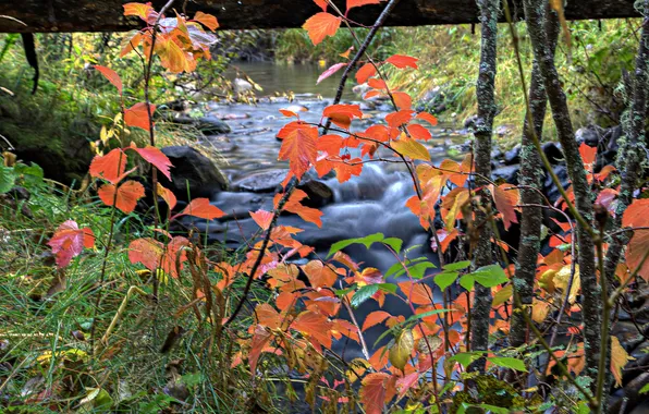 Картинка осень, листья, река, ручей
