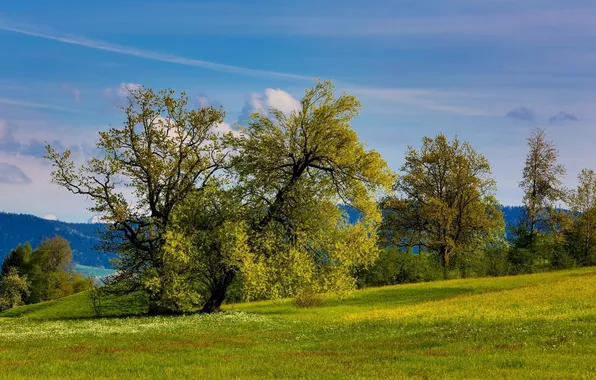 Зелень, деревья, холмы, весна