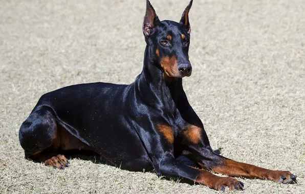 Картинка Доберман, Ellie, Doberman, Obedience