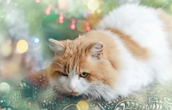 Кошка, кот, праздник, рыжий, Рождество, Новый год