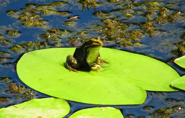 Лето, вода, водоросли, лягушка, кувшинка, зеленая, жаба