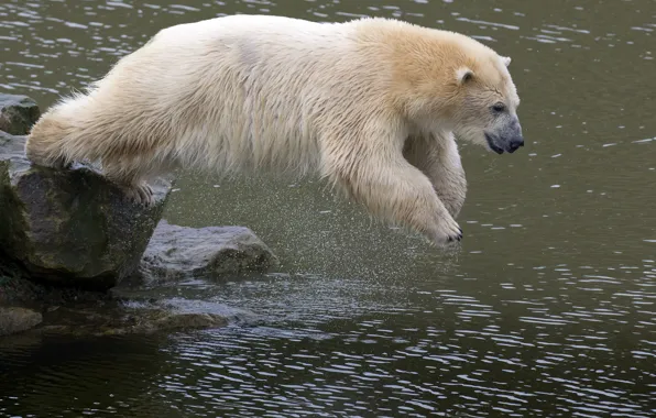 Белый, медведь, прыгает, ловит рыбу