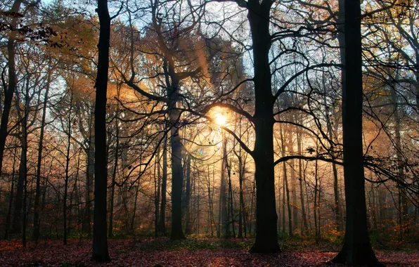 Картинка осень, деревья, природа, луч солнца