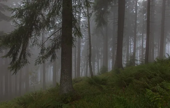 Лес, деревья, природа, туман, Германия, Бавария, Germany, Bavaria