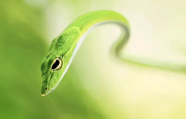 Характеристика и описание змеевика