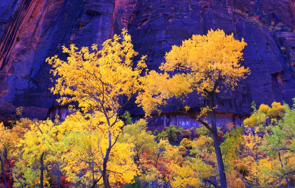 Осень, деревья, горы, скалы, Юта, США, zion national park