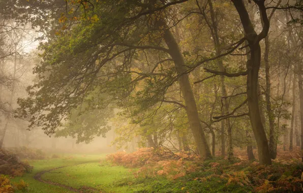 Картинка осень, лес, деревья, Англия, утро, тропинка
