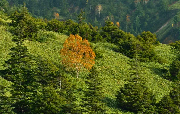 Картинка осень, трава, деревья, горы, склон