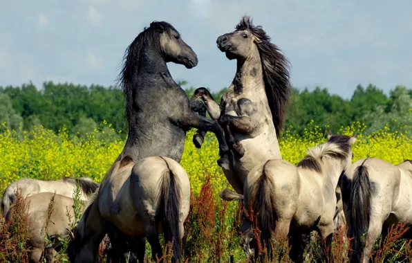 Картинка природа, фон, кони