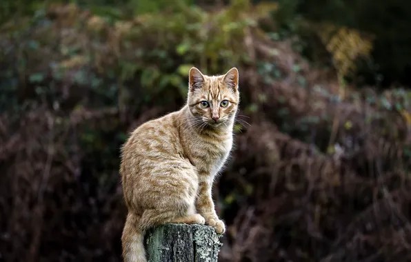 Картинка кошка, прямой взгляд, филиал