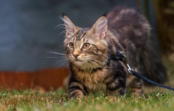 Кошка, трава, взгляд, котенок, серый, поводок, прогулка, мордашка