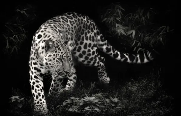 Картинка хищник, леопард, leopard, чёрно-белое фото