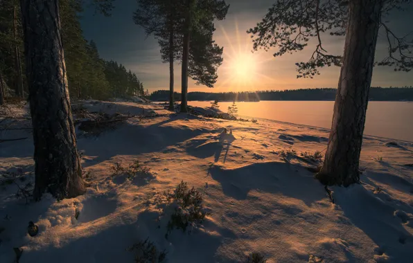 Лес, снег, Норвегия, Norway, Ringerike