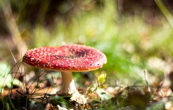 Природа, фон, грибы