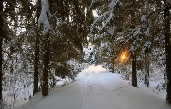 Картинка зима, дорога, снег, деревья, природа, фото