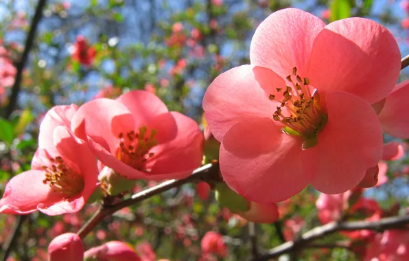 Весна, розовые цветы, Цветение
