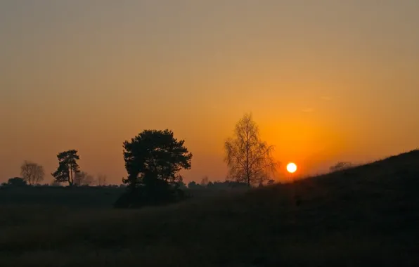 Картинка солнце, деревья, закат