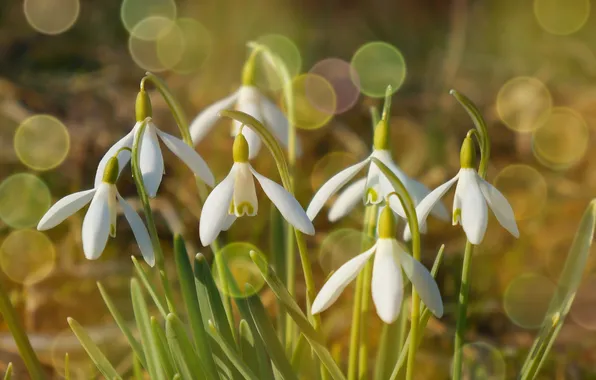 Flower, snowdrops, speing