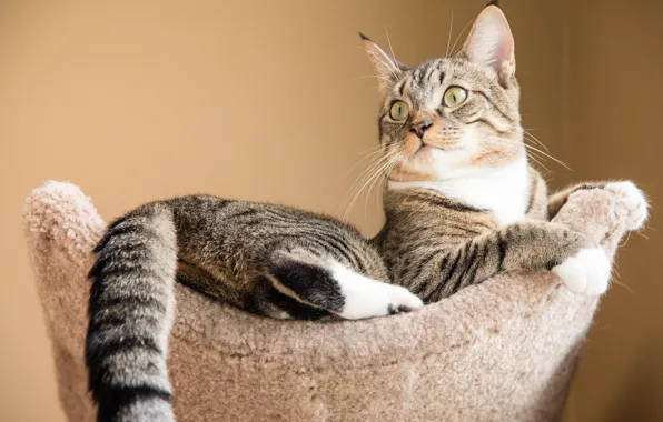 Кошка, кот, взгляд, поза, уют, дом, серый, фон