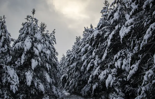 Зима, снег, Лес, сосны, forest, winter