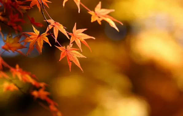 Осень, листья, фокус, клен