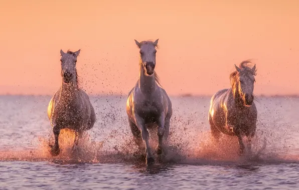 Картинка вода, брызги, лошади, белые лошади