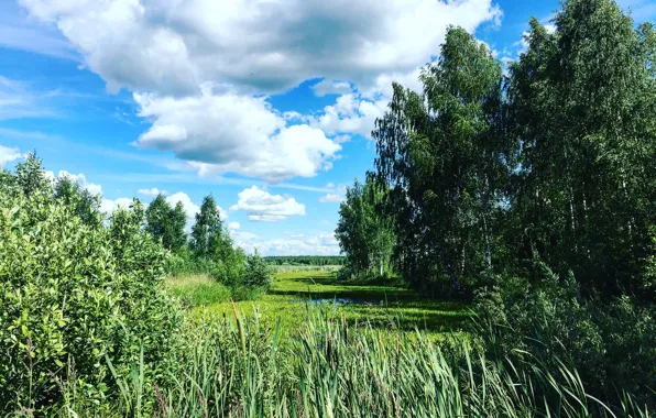 Зелень, пейзаж, Лес, Болото, Тверь, AristovArt