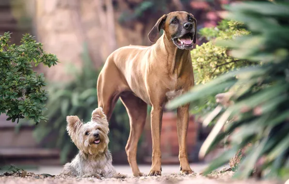 Парочка, две собаки, Йоркширский терьер, большая и маленькая, Родезийский риджбек