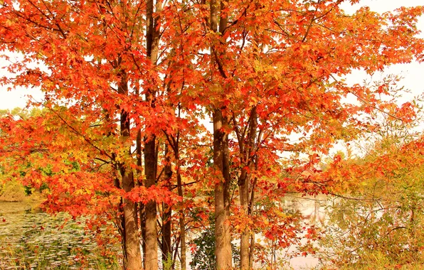 Картинка осень, небо, листья, деревья, река