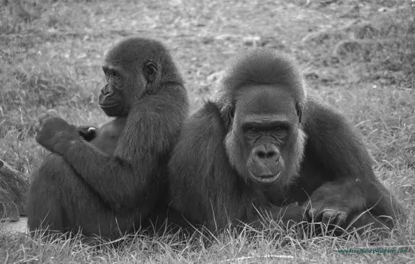 Картинка animal, gorilla, wildlife, gorilla wallpaper