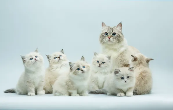 Кошка, кошки, котята, голубые глаза, мама, много, голубой фон, мордашки
