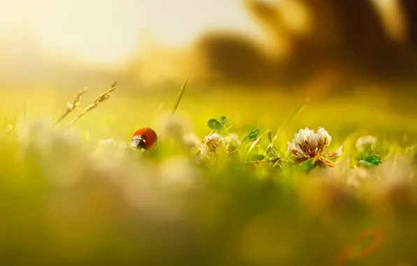 Картинка зелень, лето, трава, макро, цветы, насекомые, фон, обои