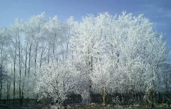 Nature, wood, snow, goodlife