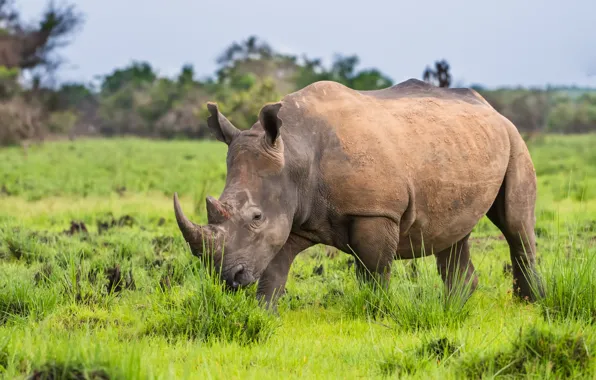 Horns, rhinoceros, mammal