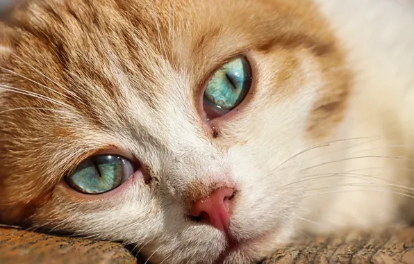 Green, eyes, cat, face, animal, Macro, Fur, Feline