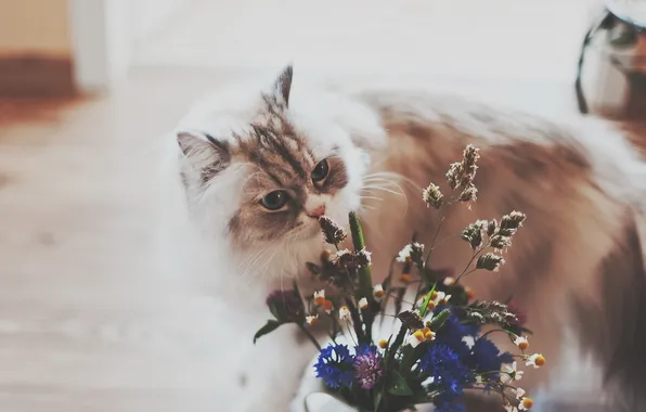 Кошка, цветы, дом
