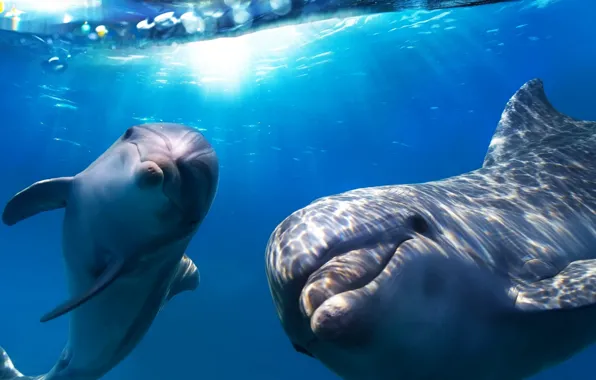Happy, Smart, Flipper, Dolphins