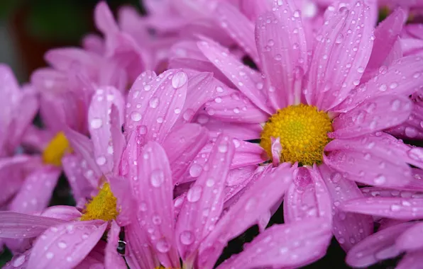 Цветок, фиолетовый, капли, желтый, сад, flower, yellow, garden