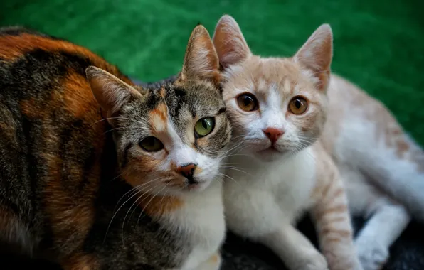 Кошка, взгляд, морда, кошки, котенок, вместе, две, семья