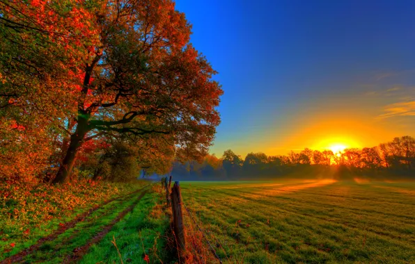 Картинка дорога, осень, лес, трава, листья, солнце, деревья, закат