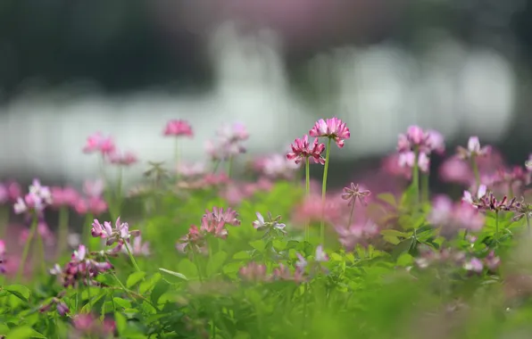 Цветы, природа, фон