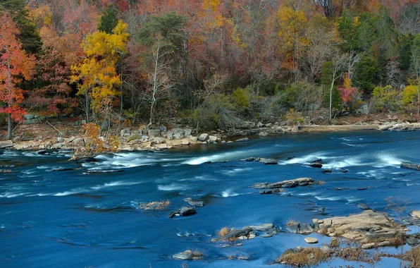 Картинка осень, лес, деревья, река, камни, поток
