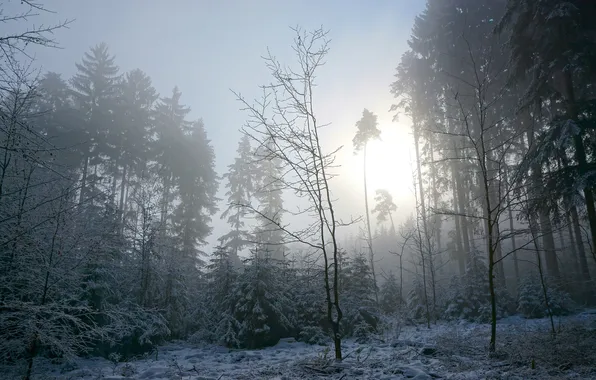 Зима, лес, утро
