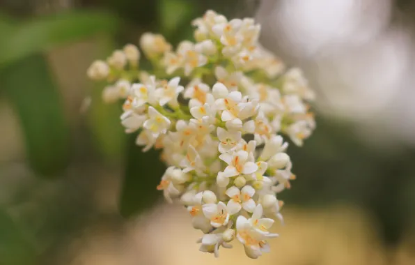 White, flower, tree, twig, blooming