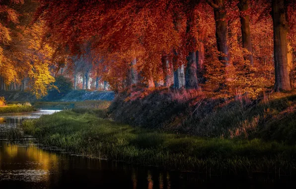 Картинка осень, трава, деревья, природа, пруд, парк, водоём, Голландия