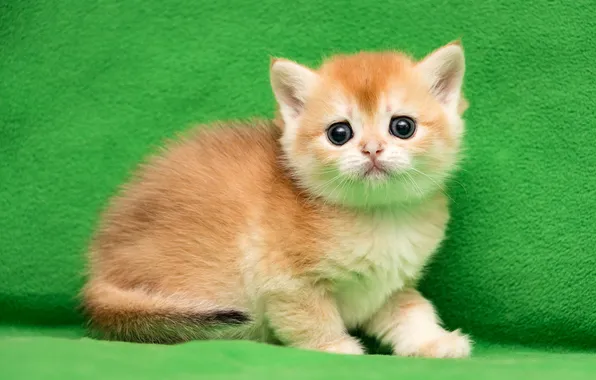 Кошка, взгляд, поза, котенок, малыш, рыжий, ткань, мордашка