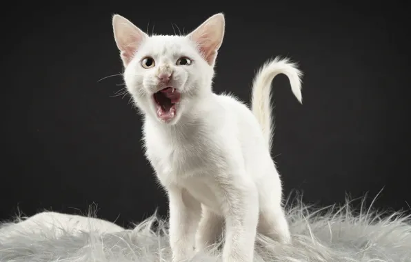 Язык, кошка, белый, взгляд, поза, темный фон, котенок, пасть