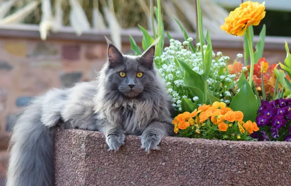 Кошка, кот, взгляд, морда, листья, цветы, природа, парк