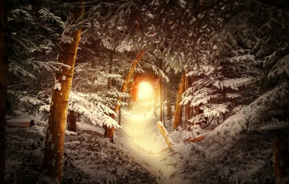 Зима, лес, снег, деревья, тропа, туннель, свет в конце тоннеля