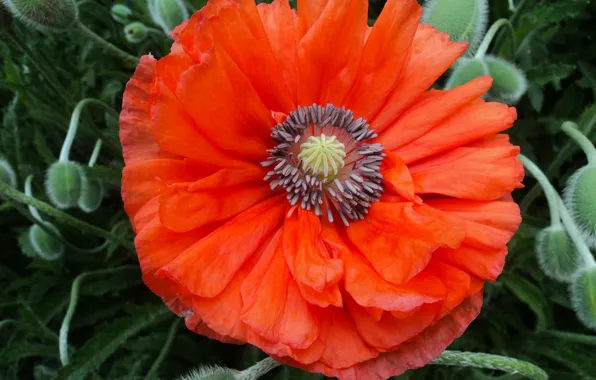 Макро, красный, весна, Мак, red, macro, spring, poppy